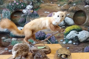 Το Μουσείο Φυσικής Ιστορίας Κρήτης καλεί τους μικρούς, αλλά και μεγάλους φίλους του στο Talos Plaza