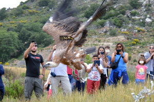 Πέταξε προς την ελευθερία ένα όρνιο που είχε δηλητηριαστεί
