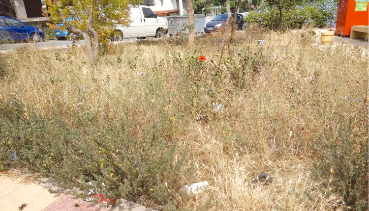  Στη διασταύρωση των οδών Ν. Σουκατζίδη, Πετρακογιώργη και Ηγουμένου Γαβριήλ, οι μικροί ελεύθεροι χώροι πρασίνου είναι γεμάτοι ξερόχορτα, σκουπίδια και απεριποίητες φυτεύσεις.