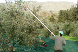 Αγρότης ραβδίζει ελιές