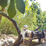 Δείτε όλα τα άρθρα από το χρήστη Συραγώ Χορταριά
