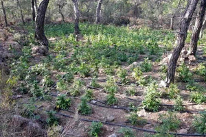 Φυτεία - “μαμούθ” για το Λασίθ