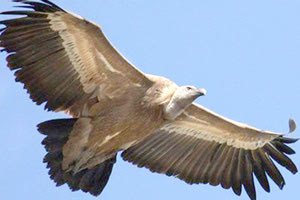 Ο γυπαετός στην Κρήτη