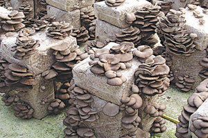 η καλλιέργεια των μανιταριών στη χώρα μας