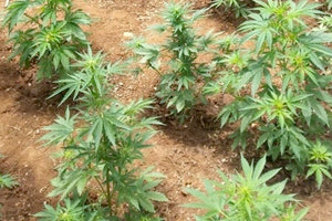 φυτείες δενδρυλλίων ινδικής κάνναβης