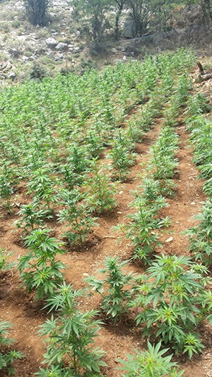 φυτείες δενδρυλλίων ινδικής κάνναβης στον ορεινό Μυλοπόταμο