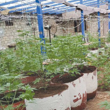 θερμοκήπια - Χασίς