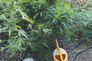 Η φυτεία που βρέθηκε στον Λέντα.