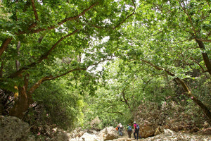 Στο φαράγγι του Δίκταμου