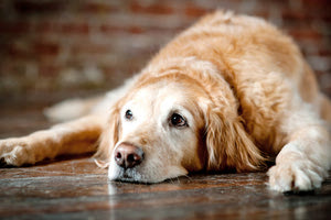 Ένα κατοικίδιο μπορεί να βοηθήσει τον άνθρωπο που πενθεί