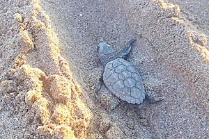 το ταξίδι των χελωνών καρέτα – καρέτα