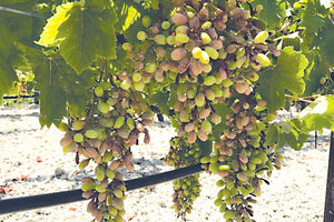 «Ταφόπλακα» στην παραγωγή του σταφυλιού αποδείχτηκε ότι έβαλε η προχθεσινή ισχυρή νεροποντή