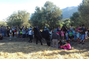 Τρεις γενιές έσμιξαν στο παραδοσιακό αλώνισμα στη Μονή Μαλεβιζίου