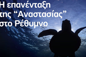 “ΑΝΑΣΤΑΣΙΑ” – Έγινε καλά και απελευθερώνεται