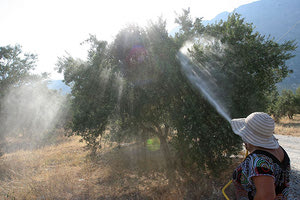 Το κέρδος δακοκτονίας στους παραγωγούς