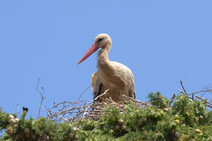 Κι όμως ζει στην Κρήτη