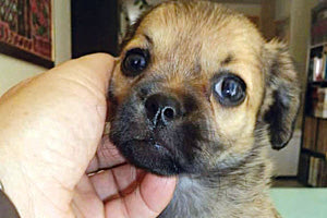 Συντροφιά σε προσφυγόπουλα μια τετράποδη… Μπέμπα