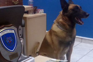 Θέλουμε νέα «βατράχια» και σκύλο ανιχνευτή