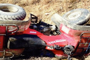 Τροχαία με γουρούνες