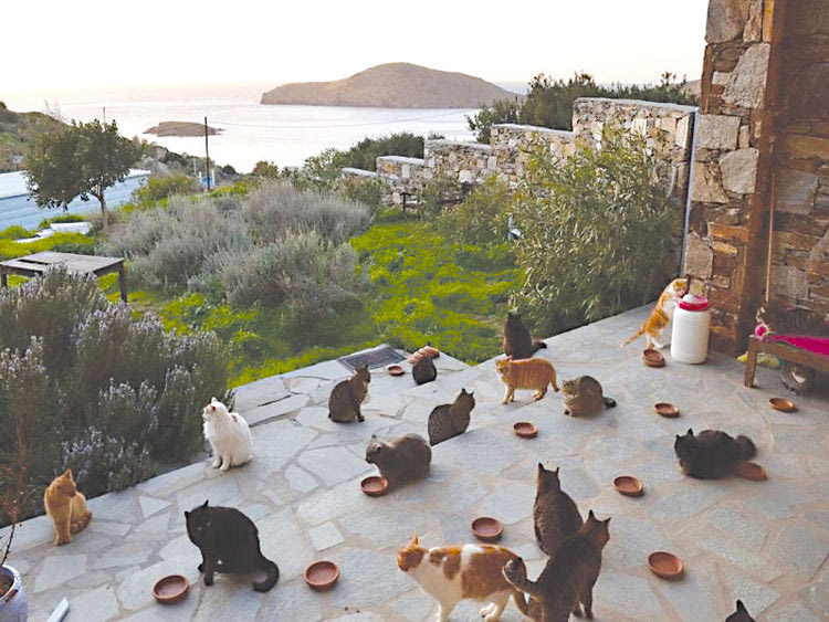 Η αγγελία που έγινε viral προ ολίγων ημερών και ζητούσε κάποιον για να φροντίζει 70 γάτες σε καταφύγιο στη Σύρο, προσφέροντάς του μισθό, διαμονή, αυτοκίνητο και μία εκπληκτική θέα στο Αιγαίο