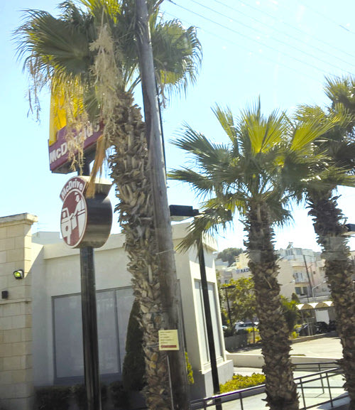 , «τα φύλλα του φοίνικα (που φαίνεται στη φωτογραφία) ακουμπούν στα ηλεκτροφόρα καλώδια