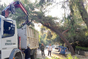κοπή δένδρου