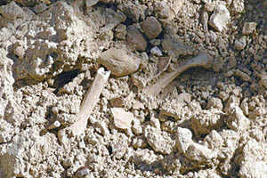 στην περιοχή του Κρουσώνα, όπου σε αγροτική περιοχή του χωριού εντοπίστηκαν οστά, τα οποία ανήκουν τελικώς, σύμφωνα με την Αστυνομία, σε μεγαλόσωμο ζώο.