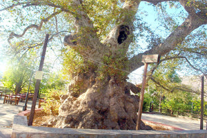 Ο ιστορικός πλάτανος στο Κράσι