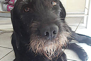 Μία οικογένεια, που θα τον αγαπάει και θα τον φροντίζει, αναζητά ο Κόμπο, το σκυλάκι που είχε μεταφερθεί με περιπολικό της αστυνομίας στον κτηνίατρο, αφού οι άνθρωποι, που τον βρήκαν να ψυχορραγεί στον δρόμο, νόμιζαν ότι είχε δηλητηριαστεί από φόλα.