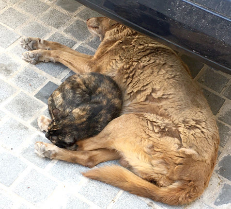 Ο σκύλος της Ανάληψης δεν αποχωρίζεται τα γατιά