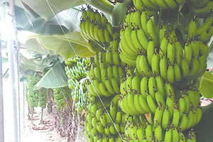 της Άρβης η μπανάνα