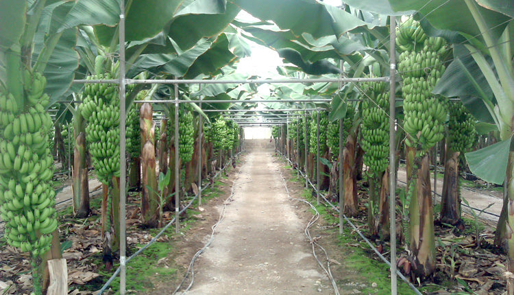 της Άρβης η μπανάνα 