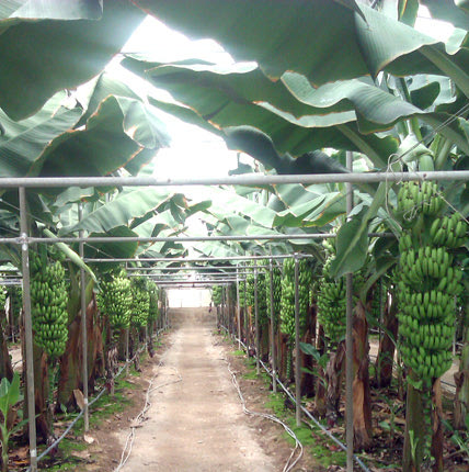 Οι θερμοκηπιακές μπανάνες 