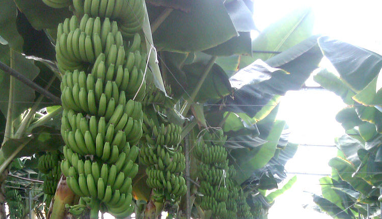 Οι θερμοκηπιακές μπανάνες 