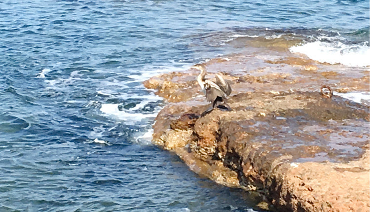 ο κορμοράνος της Χιώνας, που χαίρεται τη ζωή του στο ανατολικότερο σημείο της Κρήτης