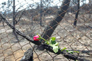 η βιβλική καταστροφή στο Μάτι της Αττικής