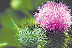 ΓΑΪΔΟΥΡΑΓΚΑΘΟ