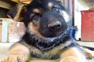 Ο πιστός σκύλος έσωσε το αφεντικό του