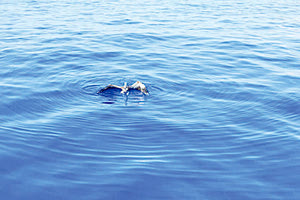 Βρήκαν στα νερά τον γύπα και τον περιέθαλψαν