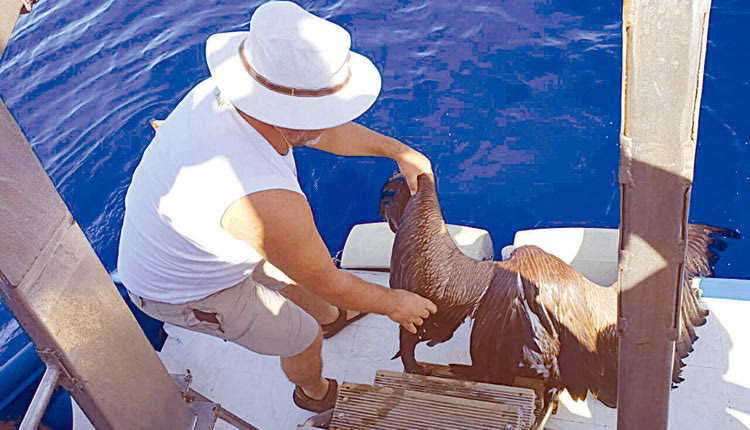 Το περισυνέλεξαν εθελοντές και πλέον είναι ασφαλές