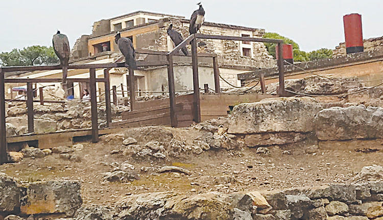 τα όμορφα αυτά παγώνια έχουν εγκατασταθεί στην Κνωσό.