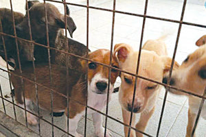 Σοβαρές καταγγελίες για την τύχη των αδέσποτων σκυλιών