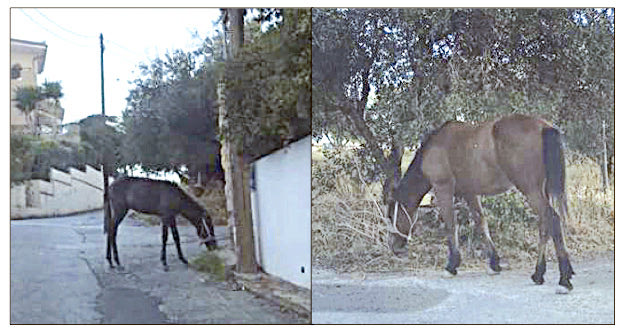 Δύο άλογα ψάχνουν το αφεντικό τους