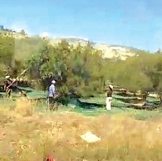 Αναγνώστης της “Π” έστειλε φωτο και βίντεο από λιόφυτο στη Μεσσαρά όπου άρχισαν να το μαζεύουν Σεπτέμβριο μήνα!