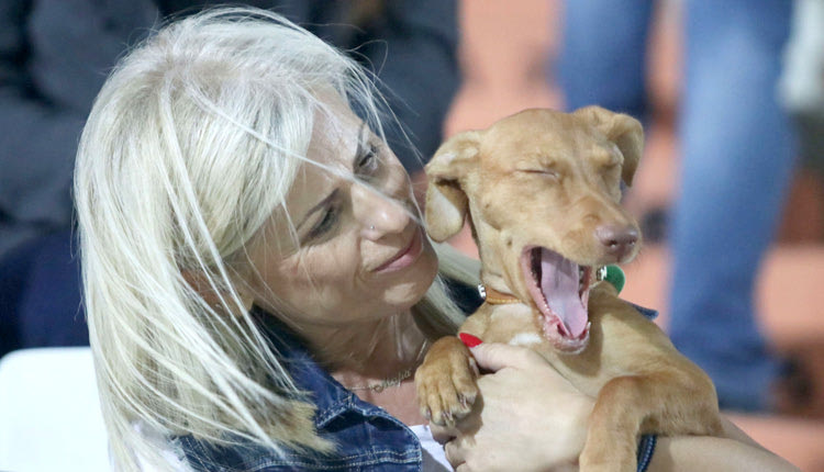 Σκύλος στο γήπεδο