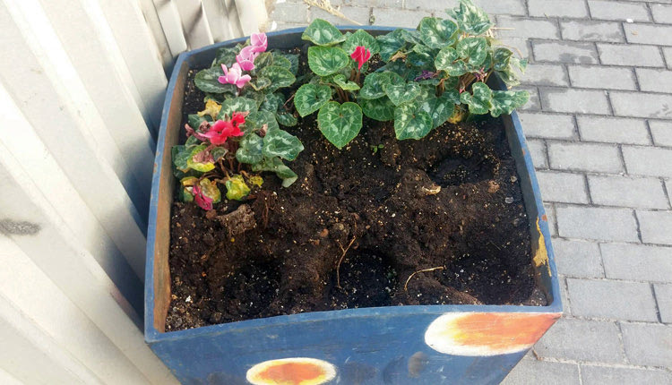 αφαιρούν χωρίς καμία συστολή φυτά από τα παρτέρια και τις ζαρντινιέρες του Δήμου