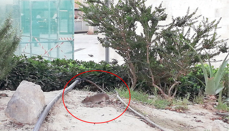 έποιασαν πολλούς ποντικαραίους να κυκλοφορούν στην πλατεία… 