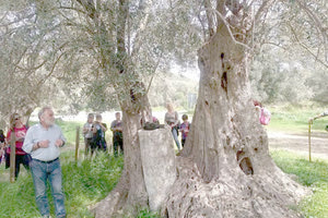 Μαθητές στη μνημειακή ελιά του Καμηλαρίου