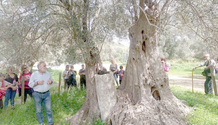 Μαθητές στη μνημειακή ελιά του Καμηλαρίου