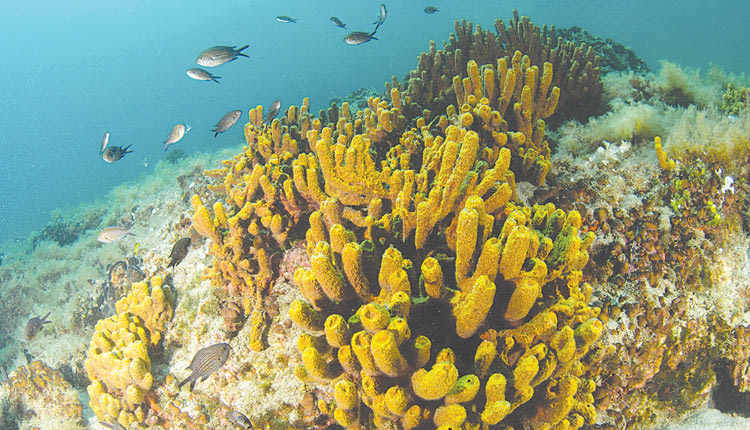 Οι σπόγγοι αποτελούν σημαντικό στοιχείο της θαλάσσιας βιοποικιλότητας, από την ακτή μέχρι τα μεγαλύτερα βάθη